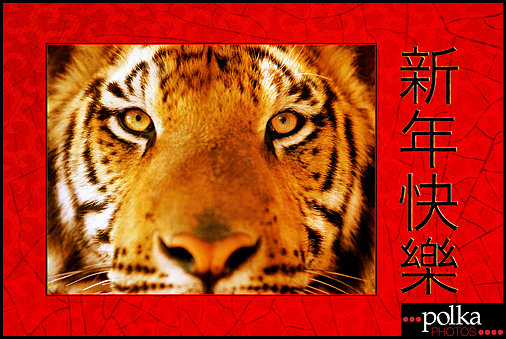 tiger Chinese New Year Los Angeles photographer