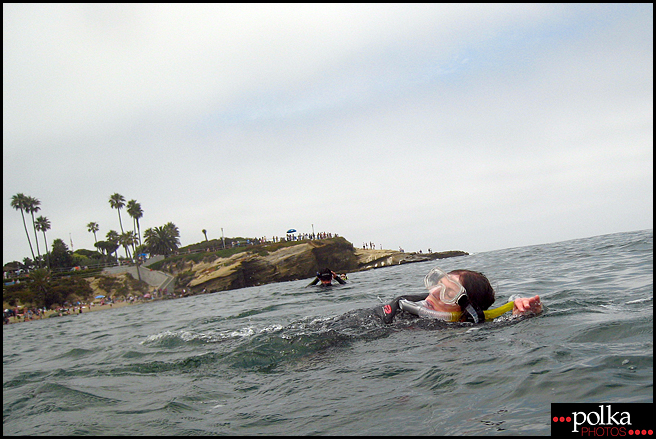 La Jolla snorkeling, snorkeling, La Jolla Cove, California, fish, ocean