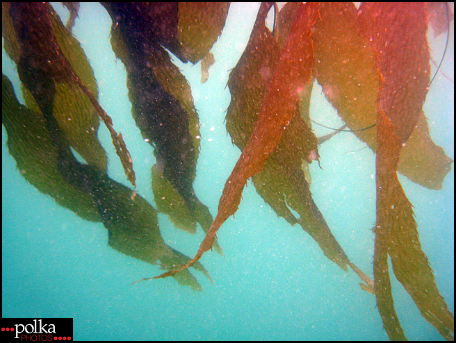 La Jolla snorkeling, snorkeling, La Jolla Cove, California, fish, ocean