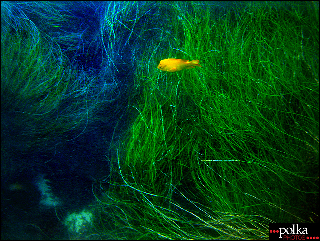 La Jolla snorkeling, snorkeling, La Jolla Cove, California, fish, ocean