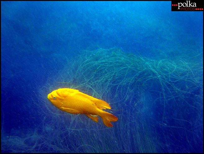 La Jolla snorkeling, snorkeling, La Jolla Cove, California, fish, ocean