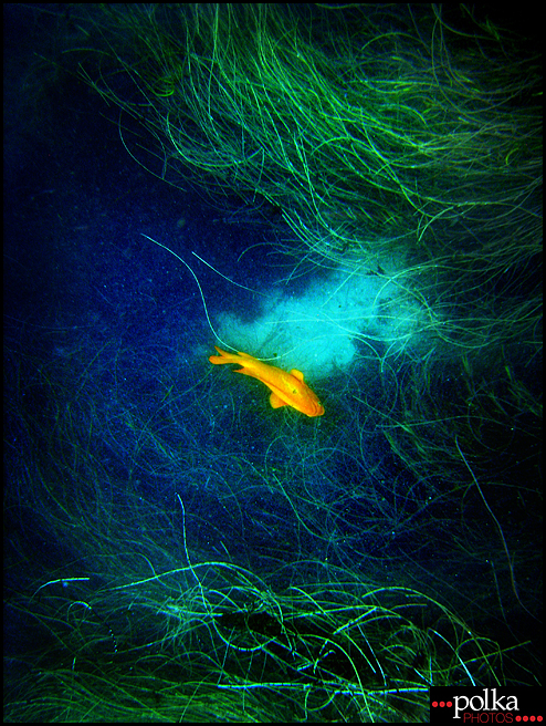 La Jolla snorkeling, snorkeling, La Jolla Cove, California, fish, ocean