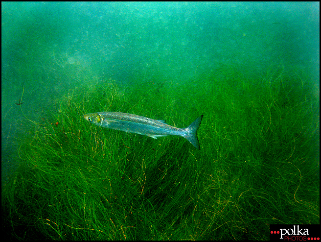 La Jolla snorkeling, snorkeling, La Jolla Cove, California, fish, ocean