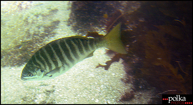 La Jolla snorkeling, snorkeling, La Jolla Cove, California, fish, ocean