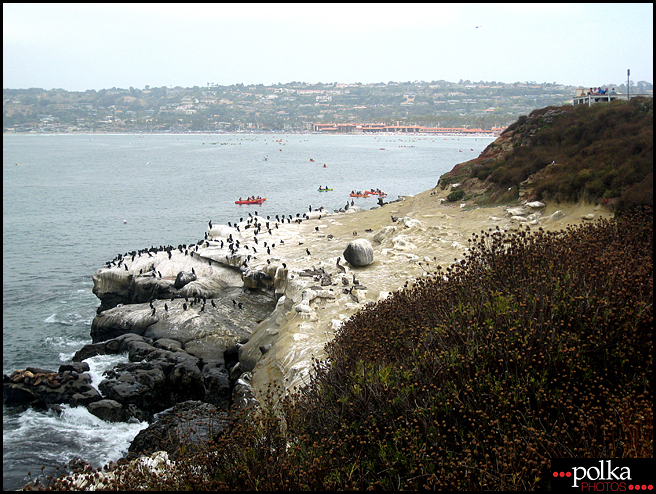 La Jolla snorkeling, snorkeling, La Jolla Cove, California, fish, ocean