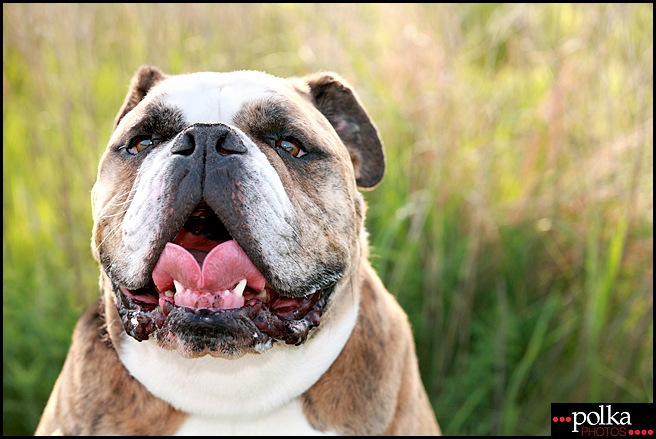 Los Angeles pet photographer, Los Angeles dog photographer, Los Angeles dog portrait photographer, dog portraits