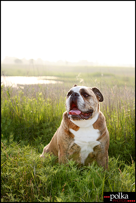 Los Angeles pet photographer, Los Angeles dog photography, Los Angeles portrait photography, dog portrait photographer