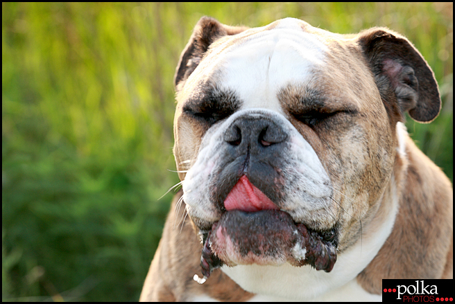 Los Angeles pet photography, Los Angeles dog photographer, Los Angeles portrait photography, dog portrait