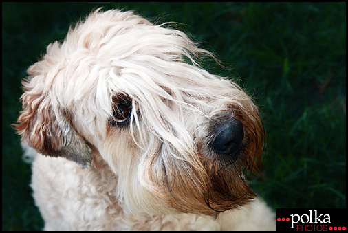 pet photography, Los Angeles