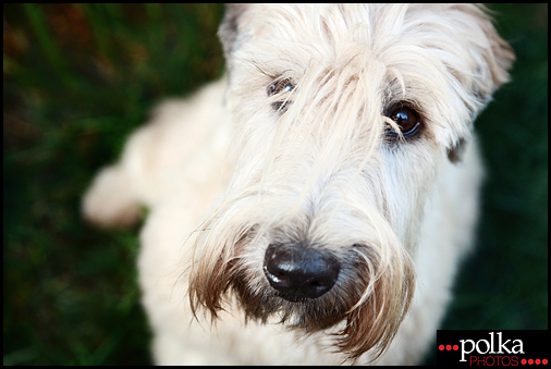 dog photography, Los Angeles