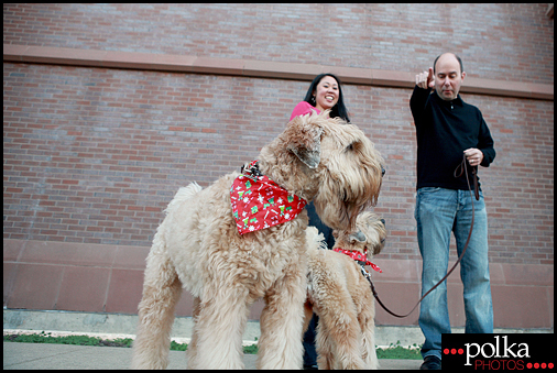 pet photographer, Los Angeles