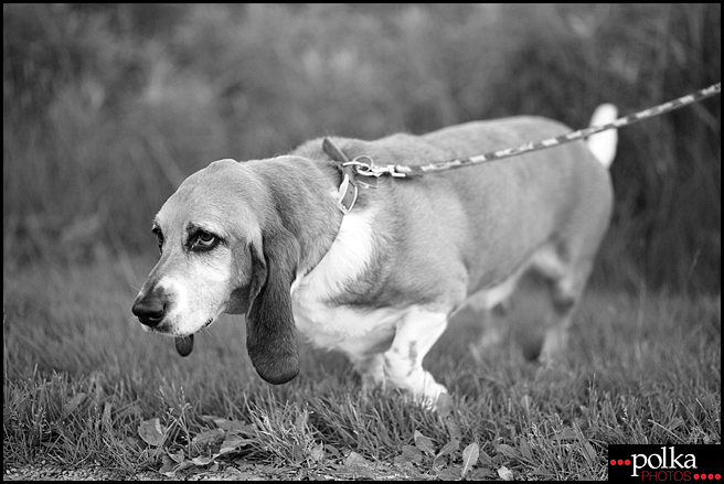 Los Angeles pet photographer, Los Angeles dog photographer, Los Angeles portrait photographer, dog portrait