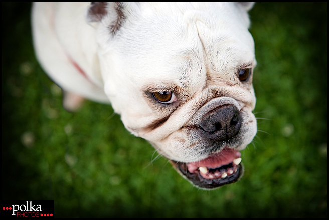 Los Angeles pet photographer, Los Angeles dog photography, Los Angeles portrait photography, dog portrait photographer