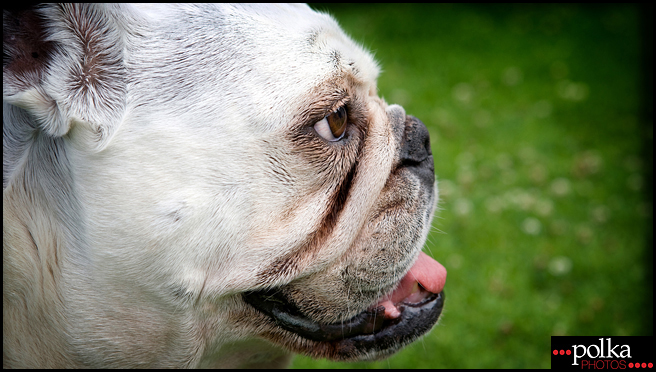 Los Angeles pet photographer, Los Angeles dog photographer, Los Angeles portrait photographer, dog portrait