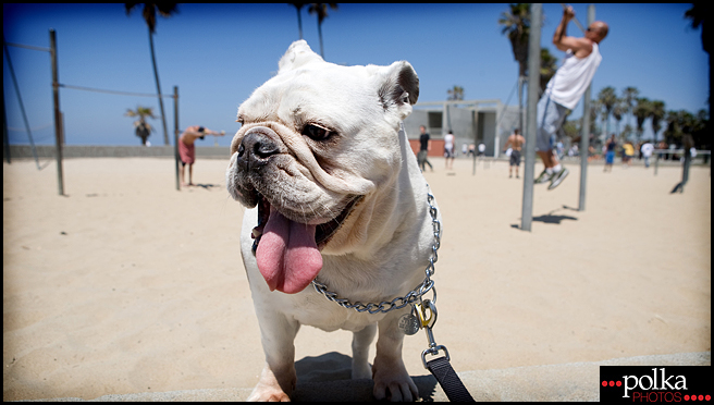 Los Angeles pet photographer, Los Angeles dog photographer, Los Angeles dog portrait photographer, dog portraits