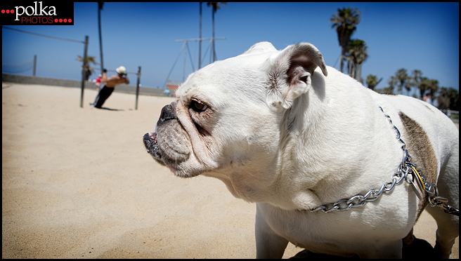 Los Angeles pet photographer, Los Angeles dog photography, Los Angeles portrait photography, dog portrait photographer