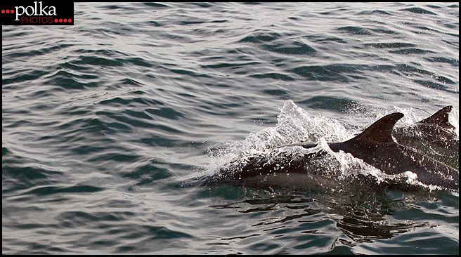 Balboa Island photography,dolphins