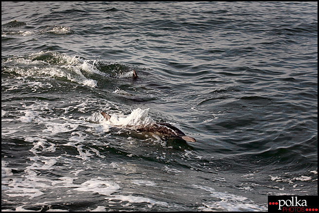 Los Angeles photographer, dolphins, Balboa Island