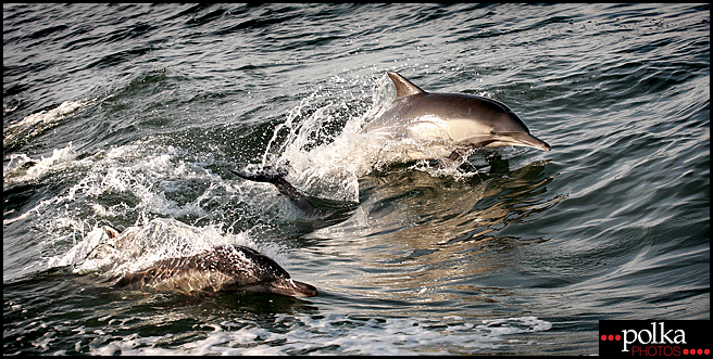 dolphin, dolphins, Newport Beach dolphins, nature photography, dolphin photography, dolphin photographer, Balboa Island photography