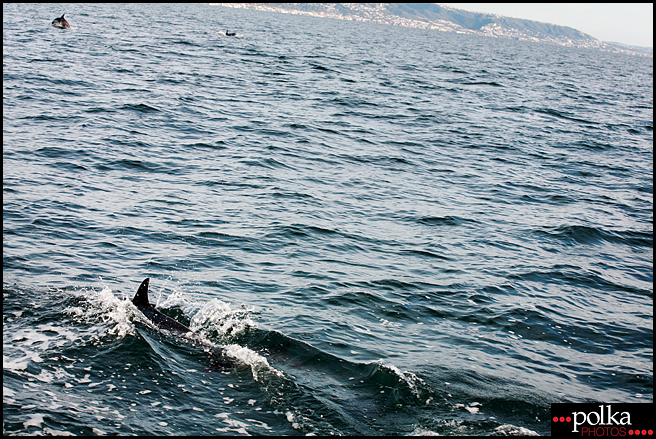 dolphins, Los Angeles photographer, Balboa Island