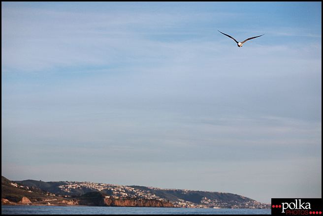 Los Angeles photographer, seagull, Balboa Island