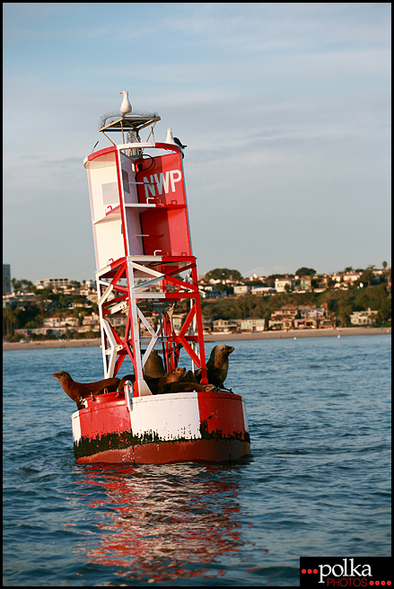 seals, sea lions, Los Angeles photographer, Balboa Island