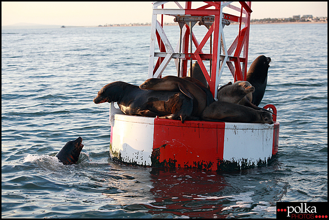 seals, sea lions, Los Angeles photographer, Balboa Island